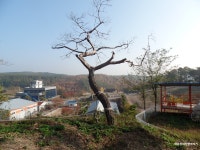 [기룡지맥2구간] 경북 영천시 (죽천고개~합수점) 2022.11.02일산행 - 기룡지맥(완) - 대구지맥클럽 [기룡지맥2구간] 경북 영천시 (죽천고개... 