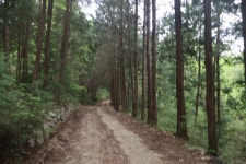 [사자지맥2구간] 전남 장흥군 (자울재~가지재) 2025.04.27일산행 - 사자지맥(완) - 대구지맥클럽 [사자지맥2구간] 전남 장흥군 (자울재... 