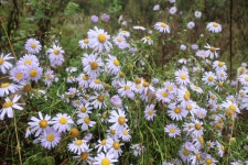 [보현지맥5구간] 경북 의성군 (장티재~방하고개) 2025.10.04일산행... [보현지맥5구간] 경북 의성군 (장티재~방하고개) 2025.10.04일산행