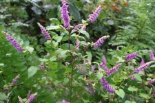 [보현지맥6구간] 경북 의성군 (방하고개~검실재) 2025.10.11일산행... [보현지맥6구간] 경북 의성군 (방하고개~검실재) 2025.10.11일산행