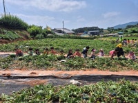 [견학&체험] 🍉수박농장 🍉 - * 아테나반 (5세) - 별아이유치원/ 별을그리는아이어린이집 [견학&체험] 🍉수박농장 🍉