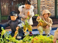 [생태체험] 별아이 텃밭에서 무와 당근이!? - * 아테나반 (5세) - 별아이유치원/ 별을그리는아이어린이집 [생태체험] 별아이 텃밭에서 무와 당근이!?