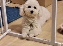 가정견비숑프리제분양 진짜야 - 주주클럽 가정견분양 - 강아지교배 전문 주주클럽 가정견비숑프리제분양 진짜야