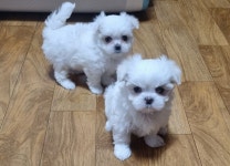 가정견 말티즈분양 강아지분양 와 우 - 주주클럽 가정견분양 - 강아지교배 전문 주주클럽 가정견 말티즈분양 강아지분양 와 우