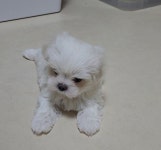 말티즈 가정견 분양 - 주주클럽 가정견분양 - 강아지교배 전문 주주클럽 말티즈 가정견 분양