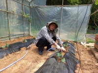 5월14일.. 농장 봉황 박새 이미지... - 주말농장 체험장 - 덕원레저색소폰 아카데미 (군포시 산본동) 5월14일.. 농장 봉황 박새 이미지...