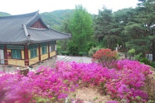 안양사 연산홍 - ◆-----폰앨범의방 - 안양사와 염불소리 안양사 연산홍