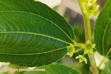 [예수어록272] 파루시아-마가복음14장28절(막14:28) - 📃--믿음의... 성경 자료 - ╋예수가좋다오 [예수어록272] 파루시아... 