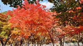 소요산 아름다운 단풍 - -───♣멋진풍경사진 - 아름다운황혼열차(黃昏列車) 소요산 아름다운 단풍