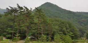삼의·속곡 산행안내 - 정기산행안내 - 부산민들레산악회... [경북의 숨은 명산ㅣ포도산*명동산 812m]*낙동정맥 * 삼의·속곡 산행안내