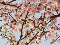 3월19일 봄꽃 - 산행후기방 - 삼도사수불 산악회 3월19일 봄꽃