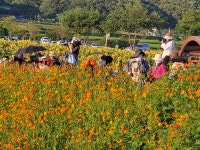연천 호로고루성지.해바라기축제 가족여행으로 추천- 적성 양산박 한우마을 - 여행정보 - 안산맘카페 - 단원구 상록구 안시모 안시광 안시맘... 