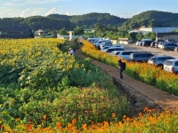 연천 호로고루성지.해바라기축제 가족여행으로 추천- 적성 양산박 한우마을 - 여행정보 - 안산맘카페 - 단원구 상록구 안시모 안시광 안시맘... 