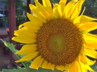 연천 호로고루성지.해바라기축제 가족여행으로 추천- 적성 양산박 한우마을 - 여행정보 - 안산맘카페 - 단원구 상록구 안시모 안시광 안시맘... 