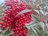 25년말,그동안 찾아주신 고객님들 고맙고 감사합니다,- 파주 적성 양산박 한우마을 - 맛집정보 - 안산맘카페 - 단원구 상록구 안시모 안시광... 