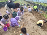 🥔감자 오감놀이 - ★어린이집 행사사진★ - 꼬마동산 어린이집 🥔감자 오감놀이