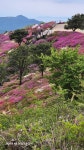 백양산 - 앨범 - 부산 한마음산악회 백양산