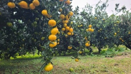 유기농감귤 직거래 안내 - 감귤 껍질 먹기 위해 - 제주귤사랑쉼팡 - 친환경 감귤농장 그리고 친환경 펜션 유기농감귤 직거래 안내