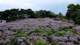 봉천사개미취꽃 - 폰앨범 - 청주 금요 우리산악회 봉천사개미취꽃
