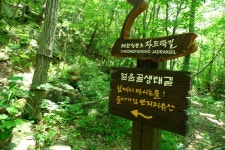 25년 8월 22일 제천 금수산 능강계곡 (얼음골 생태길) - ▶ 산행예약... 금요 우리산악회 25년 8월 22일 제천 금수산 능강계곡 (얼음골 생태길)