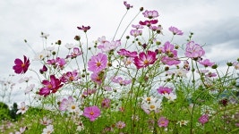 구리 한강 시민공원 코스모스 - 아름다운 세상 - 송운 사랑방 (Song Woon Art Hall) 구리 한강 시민공원 코스모스