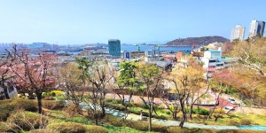 2022.4.10 인천 자유공원 봄꽃(아트센터로-차이나타운-자유공원-인천제일교회) - 2022 - 김상남 교수 카페 2022.4.10 인천 자유공원 봄꽃... 