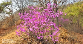 동암산-호봉산-왕마트-선포약수터 걷기운동(2026.3.27) - 2026 - 김상남 교수 카페 동암산-호봉산-왕마트-선포약수터 걷기운동(2026.3.27)