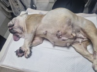 빵순이를 보내고 - * 자유 게시판 [질문금지] - 덕 구 불 독 [ 생산업 등록 불독랭킹1위 ] 빵순이를 보내고