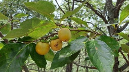 포항 소티재~아치재~연화재~부학산 - ★산행 사진방 - 경북기계공고1회 포항 소티재~아치재~연화재~부학산