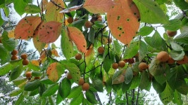 포항 소티재~아치재~연화재~부학산 - ★산행 사진방 - 경북기계공고1회 포항 소티재~아치재~연화재~부학산