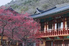 통영 현금산-미륵산.. 노루귀 보러... - GPS Track(국내산행) - GPS 월드 통영 현금산-미륵산.. 노루귀 보러...