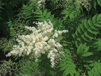 [야생화] 개쉬땅나무 - 꽃.동식물.자연사진 - 전통음식만들기 전통음식만들기