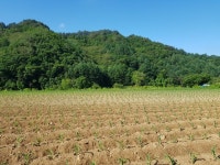 찰옥수수 심기 모두 끝이 났어요 - 영농일기,사업이야기 - 전통음식만들기 전통음식만들기