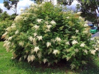 [야생화] 개쉬땅나무 - 꽃.동식물.자연사진 - 전통음식만들기 전통음식만들기