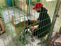 [스압주의] 4월 소풍 후기입니다~ (4) - -봉사후기 - 안성 평강공주 보호소 (평화로운강아지고양이들의공동주거공간) [스압주의] 4월 소풍... 