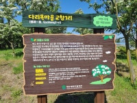 대구 교항리 이팝나무꽃 - 야생화 /일반 사진방 - 귀농귀촌 특사모 사람들 대구 교항리 이팝나무꽃