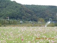 2m) 산행 및 북천코스모스꽃 단지 - 산행 발자욱 - 바우들 산악회... 6m)-선기동봉(450.3m)-의칠봉(489.2m) 산행 및 북천코스모스꽃 단지