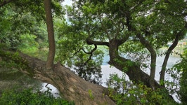 경산시 남산면 반곡지(盤谷池) 탐방 - 산행 발자욱 - 바우들 산악회 경산시 남산면 반곡지(盤谷池) 탐방