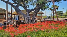 대구시 달성군 대명유수지- 달성습지- 화원동산 트레킹(2) - 산행 발자욱 - 바우들 산악회 대구시 달성군 대명유수지- 달성습지- 화원동산 트레킹(2)