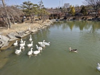 전북 익산 고스락 이화동산- 전통옹기 장독항아리 정원 탐방 - 산여울의 산행일기 - 경북대ROTC9기 전북 익산 고스락 이화동산- 전통옹기... 