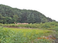 삼척 일조봉(134.0m)- 문필봉(162.7m)- 사금지맥 일부 - 산행 발자욱 - 바우들 산악회 삼척 일조봉(134.0m)- 문필봉(162.7m)- 사금지맥 일부