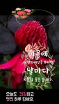 노년의 아름다움 - ‥‥공유 ♡ 좋은글 - 향기있는 좋은글 노년의 아름다움
