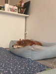 반이 반려일기🦊 - ☆ 반려일기 - 행복한유기견세상 반이 반려일기🦊