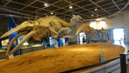 2025.6.1. 울산 장생포 고래박물관 - ***종합,사진실 - 부산 山 사람 2025.6.1. 울산 장생포 고래박물관