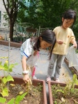 하늘반의 텃밭수확과 요리활동🥒 - 2025 해와달 텃밭 - 해와달 어린이집 해와달 어린이집