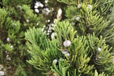 향나무,(상나무, 향백송(香柏松), 노송나무, Chinese juniper)는 향이 좋아 향나무 - 나무(목본) - 숲이 주는 건강 향나무,(상나무, 향백송... 