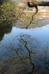 반곡지(盤曲池)의 춘경(春景) 경산시 남산면 반곡리 - 2024.04.02 - 일반 게시판 - 대륜고등학교 제25회(통합49회) 동기회 반곡지(盤曲池)의... 