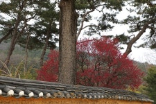 “인흥(仁興)마을”대구광역시 달성군 본리리 – 2026.03.15 - 일반 게시판 - 대륜고등학교 제25회(통합49회) 동기회 “인흥(仁興)마을”... 