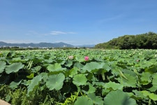 안심연꽃단지 (安心蓮꽃團地) 대구광역시 동구 대림동 (도시철도... 09 - 일반 게시판 - 대륜고등학교 제25회(통합49회) 동기회 안심연꽃... 