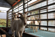 15. 제주(濟州) 남원 편백, 토종 흑염소목장 (扁柏, 土種 黑염소牧場) 과 조천 탐라 (耽羅) 승마장(乘馬場) - 04.15 - 일반 게시판... 